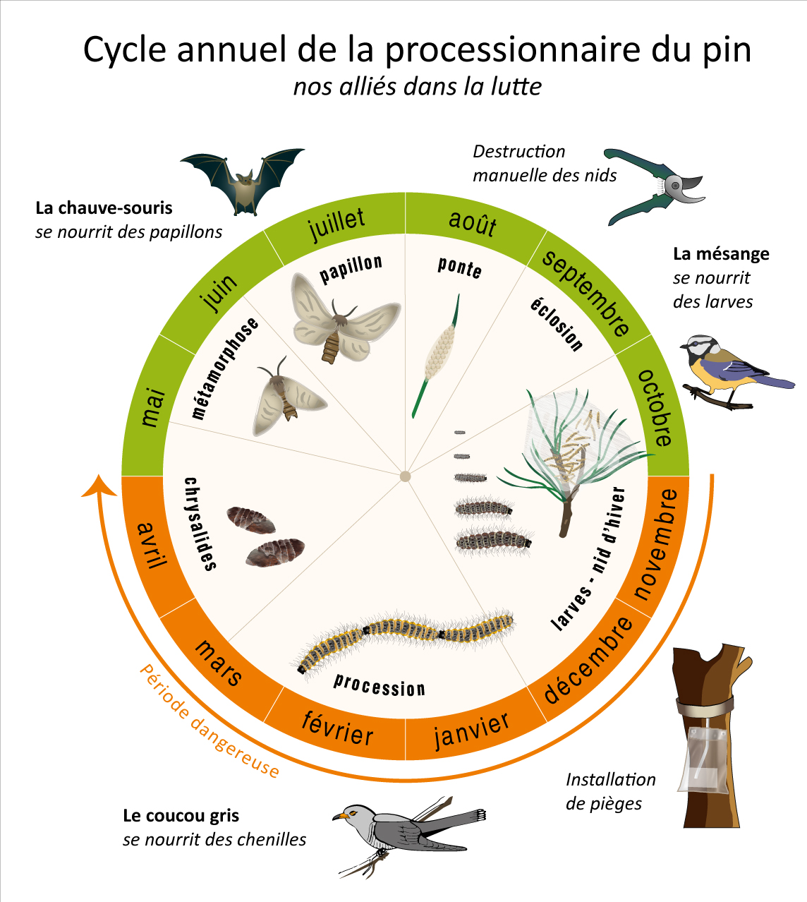 cycle processionnaire